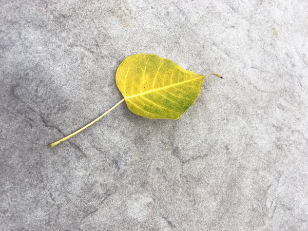 Pho Žluté Listy Padající Betonovou Podlahu — Stock fotografie