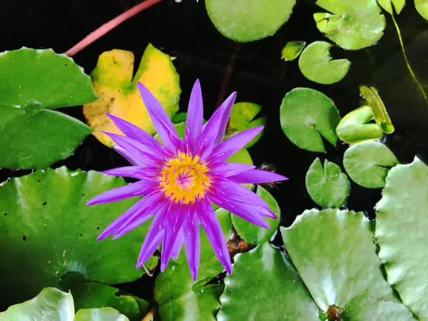 自然背景概念 花园中绽放的紫花花 在池塘上开的紫色莲花有黄色的中心 紫色的水百合有绿叶 — 图库照片