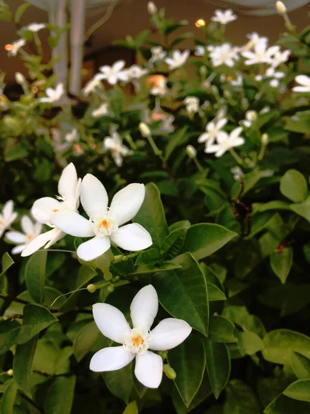 Bílé Květy Jsou Plném Rozkvětu Blízko Vodopádů Večerního Slunce Větru — Stock fotografie