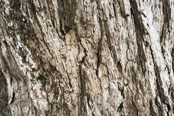 Árvore Seca Casca Textura Fundo — Fotografia de Stock