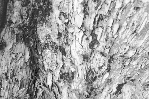 Фон Текстури Сухого Дерева — стокове фото