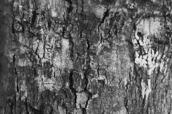 Vieil Arbre Bois Texture Arrière Plan — Photo