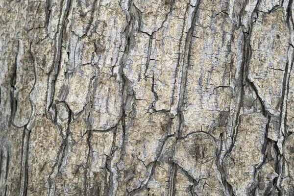 Suchý Strom Kůra Textura Pozadí — Stock fotografie
