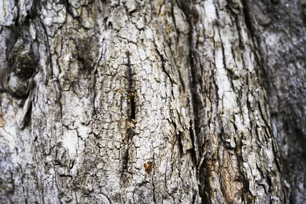 Dry Tree Bark Texture Background — Stock Photo, Image