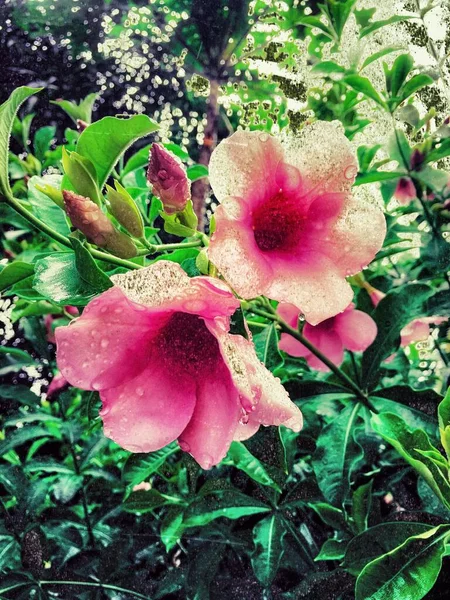 Barevné Růžový Mech Phlox Jako Pozadí Růžový Mech Květina — Stock fotografie