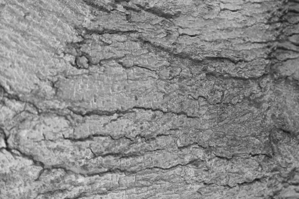 Деревянная Кора Природы Гранж Текстура Фона — стоковое фото