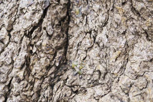 木の背景の自然の質のテクスチャ — ストック写真