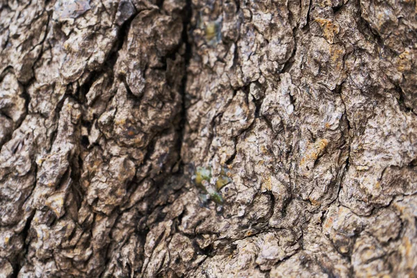Kuru Ağaç Kabuğu Dokusu Arkaplanı — Stok fotoğraf