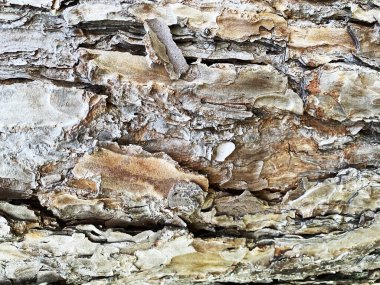 Ağacın kahverengi gövdesindeki desen ve arka plan..