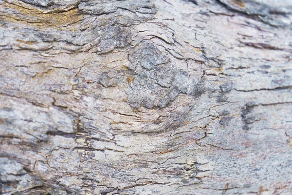 乾いた木の樹皮の質感の背景 — ストック写真