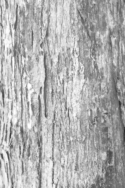 Old Wood Tree Texture Bakgrund Mönster Tagen Med Full Ram — Stockfoto