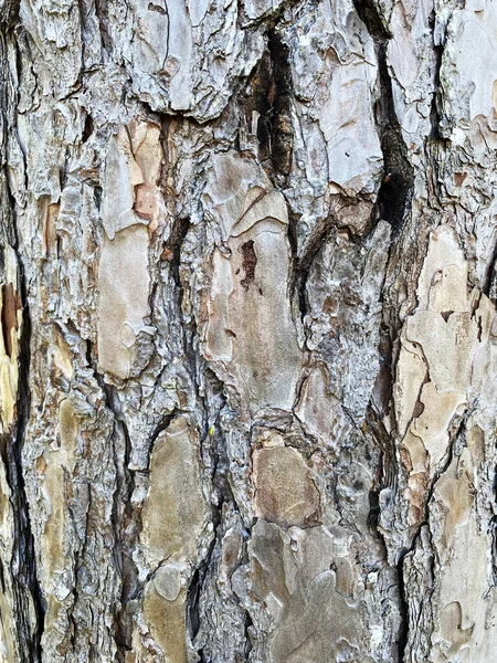 Текстура Сухого Дерева — стоковое фото