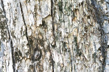 Yakın plan Eski Ahşap Desen Doku.