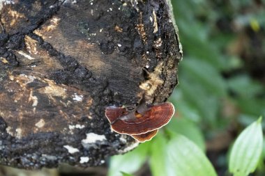 Ağaç mantarları, yosun kaplı bir kütükte yetişir..