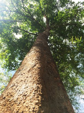 Yazın ağaçların yeşil doğal arkaplanı.