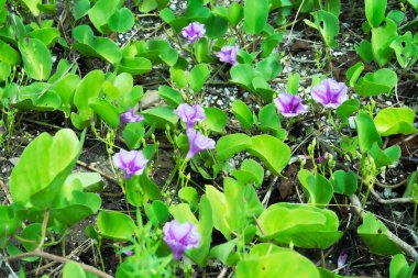 Asya 'daki çiçekler, sahildeki çiçekler..