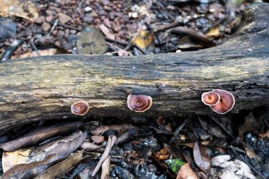 Ağaç Gövdesi 'nde yabani mantar büyümesi. Mantar ya da mantar mantarı, genellikle toprakta ya da besin kaynağında üretilen bir mantarın et, spor taşıyan meyve veren gövdesidir..