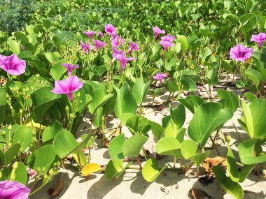 Plaj arka plan üzerinde güzel mor çiçekler.