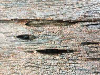 Islak tahtalar. Yağmurdan sonra. Açık hava yaz kafesinin ahşap zemininde su birikintileri. Yağmur yağıyor..