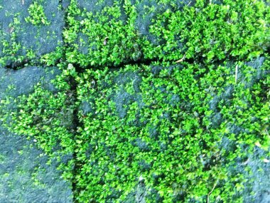 Yosun yeşili doku. Yosun arka planı. Grunge dokusunda yeşil yosun, arkaplan.