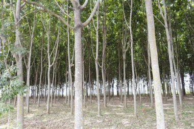 Kuzey Tayland 'daki lastik tarlası..