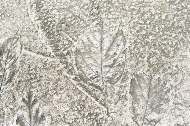 Beton zeminde doğa yaprakları var..