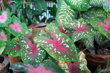 Yeşil Yapraklar, Kırmızı Damarlar Caladium Bitkilerinin Kapanışı