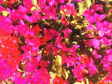 Bahçede bir demet Bougainvillea çiçeği.