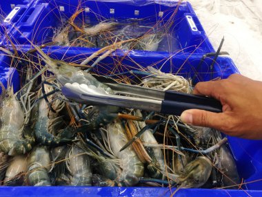 Deniz ürünleri satan bir dükkânda karidesli alışveriş yapan adam..