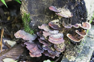 Ağaçtaki mantarlar veya mantarlar.