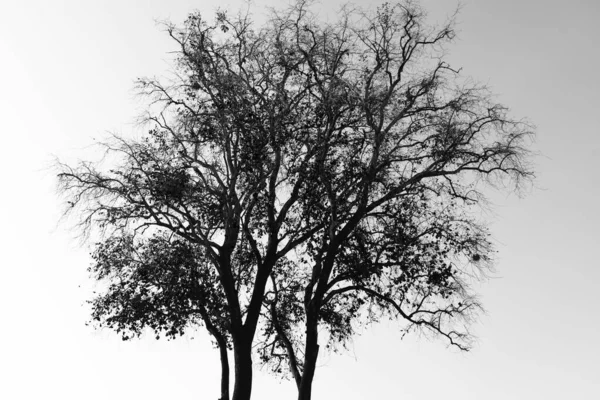 Güneşli Bir Günde Gökyüzüne Karşı Kuru Ağaç Arka Plan — Stok fotoğraf