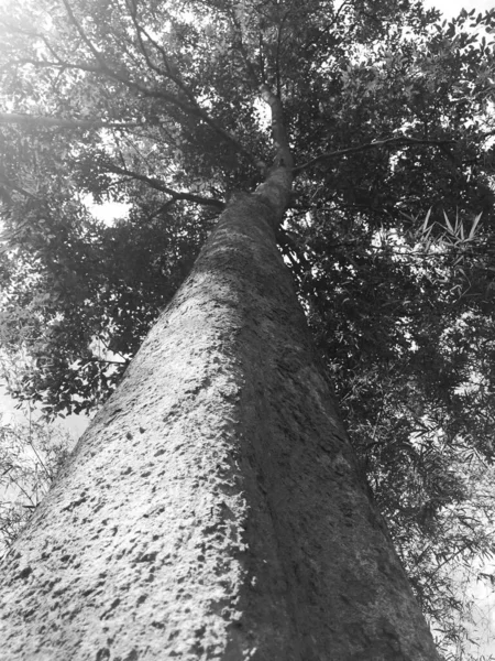 Alberi Mangrovie Bellissimi Modelli Immagini Bianco Nero — Foto Stock