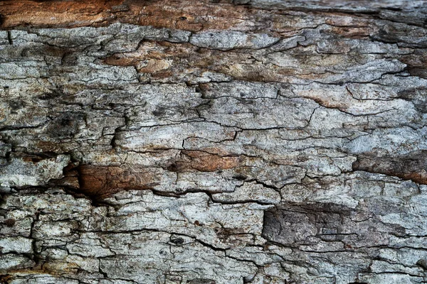 Close Pine Tree Bark Organic Gray Brown Rough Texture — Stock Photo, Image