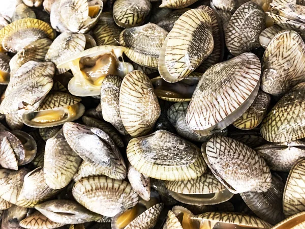 Surf Clam Short Necked Clam Blur — 스톡 사진