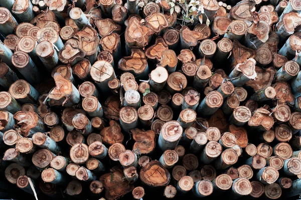 Árbol Eucalipto Montón Troncos Madera Listos Para Industria — Foto de Stock