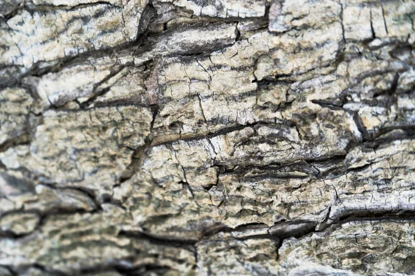 Grey Brown Bark Tree — Stock Photo, Image