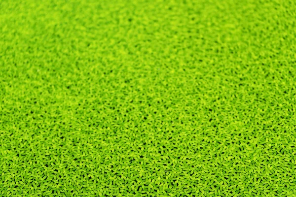 Bing Desfoque Natural Green Duckweed Água — Fotografia de Stock