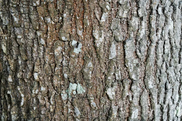 木の背景の自然の質のテクスチャ — ストック写真