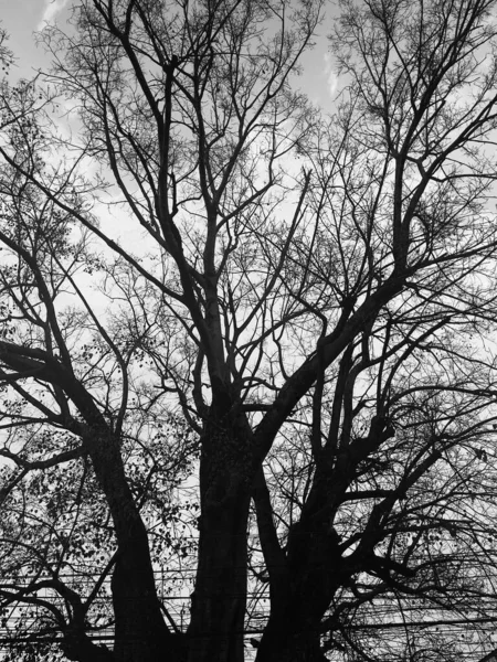 秋の木の美しい黒と白のシーンと葉のほとんどが失われ 枝に残っている葉が残っています — ストック写真