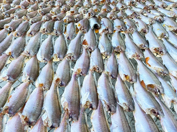 Salted Fish Sunlight Mahachai Samut Sakhon Province Thailand — Stock Photo, Image