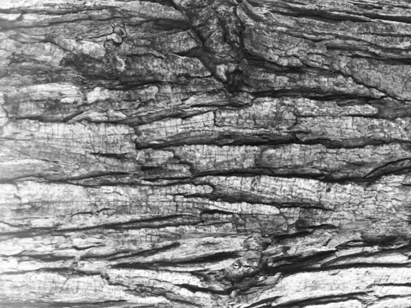 Svart Och Vit Bild Träd Bark Struktur — Stockfoto