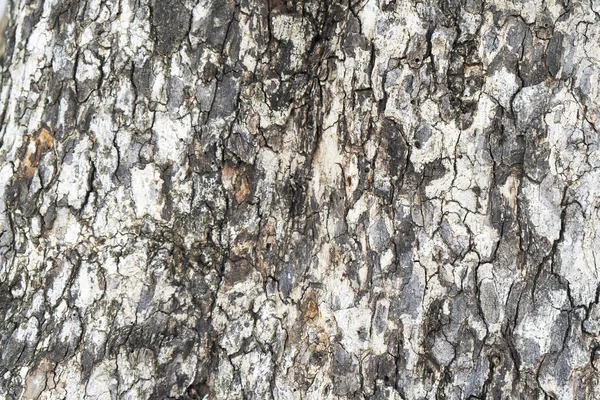 古い木のパターン テクスチャを閉じる — ストック写真