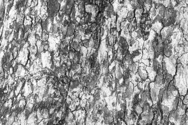 Padrão Fundo Textura Árvore Madeira Velha — Fotografia de Stock