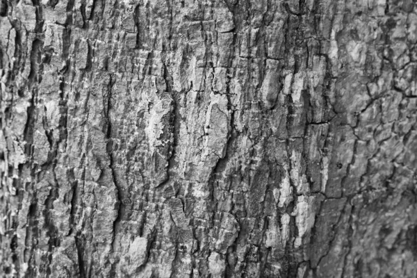 Гранж Белый Фон Текстура Дерева — стоковое фото