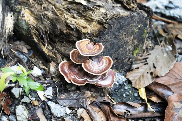 Top View Healing Chaga Mushroom Old Birch Trunk Close Red — Stock Photo, Image