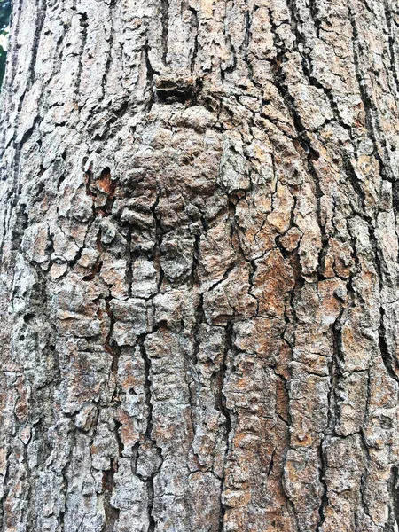 Φλοιός Του Δέντρου Έχει Ένα Όμορφο Μοτίβο Κατάλληλο Για Μια — Φωτογραφία Αρχείου