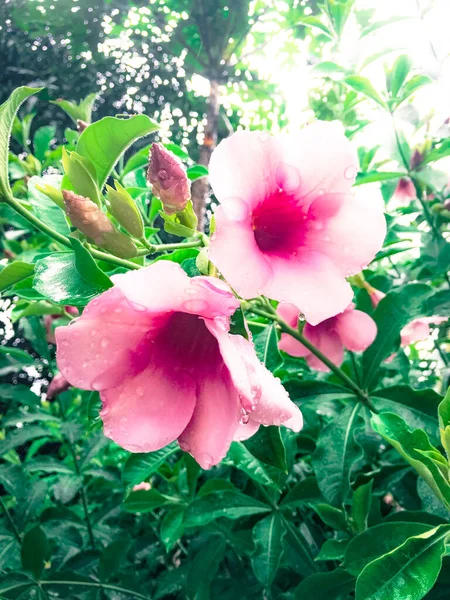 Růžové Květy Kapkami Vody — Stock fotografie