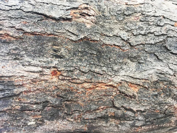 Szara Brązowa Kora Drzewie — Zdjęcie stockowe
