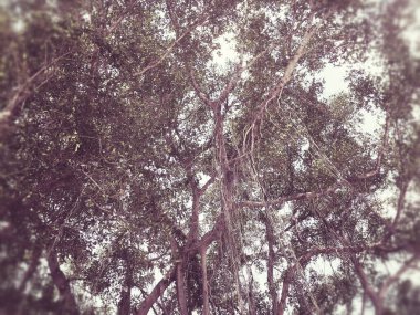 Sarmaşığın kökünü büyük bir ağaca çiz.