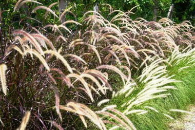 Çayırla çevrili güzel ekoloji doğa manzarası. Soyut çimen arkaplanı.            